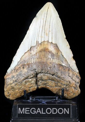 Huge, Megalodon Tooth - North Carolina #59025